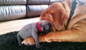 Un énorme chien prend soin d'un adorable chiot
