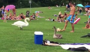 Quand un homme joue au football avec un cygne