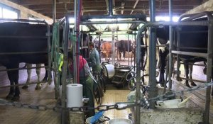Des vaches au pré face à la crise du lait