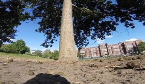 Un écureuil vole une GoPro et film dans les arbres