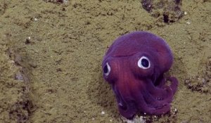 Un Stubby Squid repéré au large des côtes de la Californie