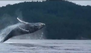 Adrénaline - Kayak : Une baleine s'amuse au milieu de kayaks en réalisant plusieurs sauts impressionnants