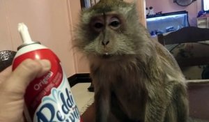 Un singe trop gourmand mange de la chantilly directement à la bombe