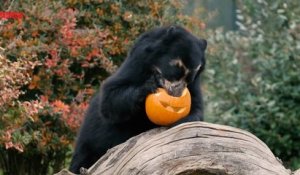 Dans les zoos du monde entier, les animaux aussi fêtent Halloween