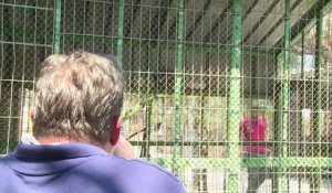 Les derniers animaux survivants du zoo de Gaza sont évacués