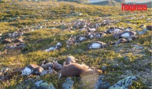 Plus de 300 rennes sauvages meurent foudroyés en Norvège