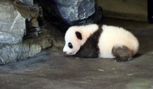 Le bébé panda de Pairi Daiza fait ses premiers pas
