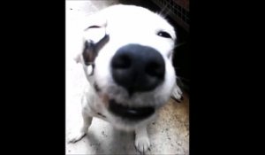 Le chien et l'escargot... La video adorable de la journée!