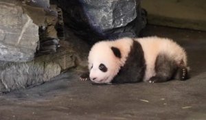 Un panda fait ses premiers pas