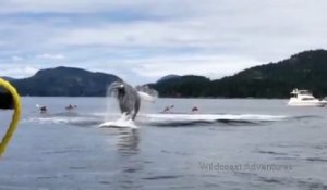 Cette baleine saute hors de l'eau à côté de Canoës Kayak !