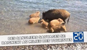 Des sangliers sauvages se baignent au milieu des touristes