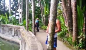 Il filme un homme qui lance de la nourriture à un orang-outang. Regardez la réaction stupéfiante de l'animal !