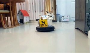 Roomba Cat, le boss de la maison!