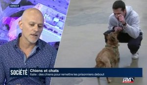 Chiens et chats : en Italie, des chiens pour remettre les prisonniers debout