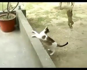Regardez Ce Bebe Singe Embeter Un Chat Hilarant Et Tellement Mignon Sur Orange Videos