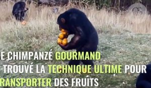 Ce chimpanzé a trouvé une technique pour transporter 12 oranges en une seule fois !