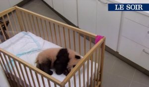 Tian Bao le bébé Panda de Pairi Daiza