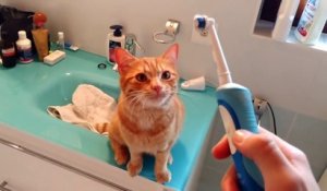 Un chat propre et au top de la technologie! Il aime les brosses à dent électriques...