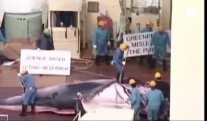 Chasse à la baleine- le Japon traîné devant la justice internationale