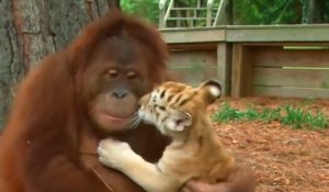Des bébés tigres se font cajoler par un orang-outan !