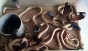 Des bébés serpents veulent éternuer