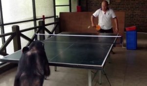 Ce chimpanzé pourrait bien vous battre au ping-pong
