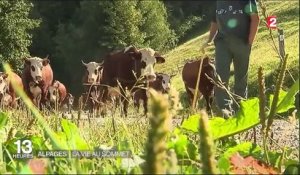 Meilleur Reblochon de France : une vie dans les Alpages