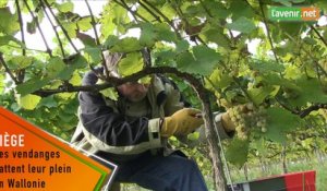 Les vendanges battent leur plein en Wallonie