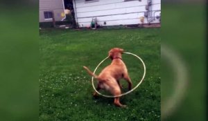 Ce chien croit faire du Hula hoop! ahaha