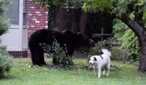 Ce petit chien s'attaque à plus gros que lui... Enfin, il abandonne vite cette idée