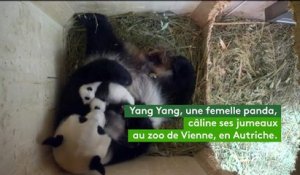 Une minute de bonheur avec trois pandas