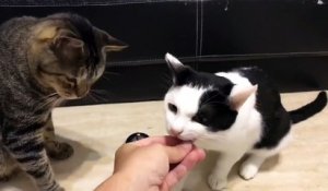 Des chats réclament à manger avec une sonnette de comptoir