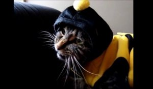 Ce costume d'abeille ne va pas réussir à ce chat : gamelle ridicule
