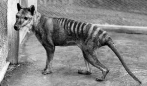 6 espèces d'animaux disparues depuis 1900
