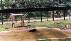 Après avoir été torturé et passé 9 ans en captivité, un ours passe du bon temps dans l'eau