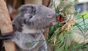 un Koala fait mumuse avec un papillon