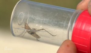 Insectes : Apparition de nouvelles espèces (Vendée)