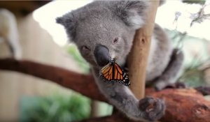 L'amitié improbable entre un bébé koala et un superbe papillon