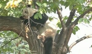 Découvrez le panda boudeur !