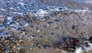 WTF : le corps d'une sirène retrouvé sur une plage