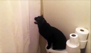 Mais pourquoi elle miaule dans la douche??? Chat adorable