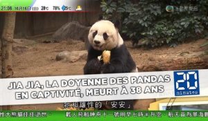 Jia Jia, la doyenne des pandas en captivité, meurt à 38 ans