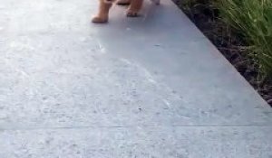 Un Lionceau Pousse Ses Premiers Rugissements Trop Mignon Le Petit Bebe Animal Sur Orange Videos