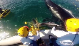 Ils libèrent un bébé baleine pris dans un filet sous les yeux de sa maman inquiète!