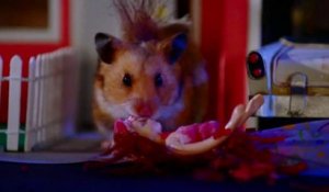 Des hamsters zombies