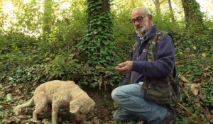 La truffe italienne, candidate au patrimoine de l'Unesco