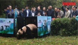 Chine: deux pandas géants retrouvent leur liberté