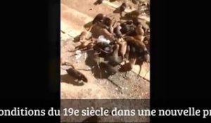 Ces détenus ont filmé des rats dans leur prison... Sequedin (France)