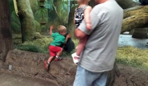 Un bébé s'approche de la vitre d'un gorille. Ce que les parents filment vous laissera sans voix