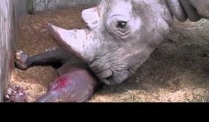 Naissance d'un bébé rhinocéros à Pairi Daiza